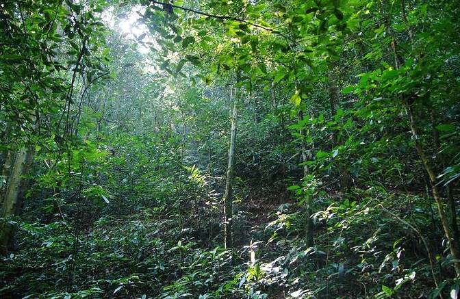 关于勐海县布朗山乡出现毁林种茶乱象 当地采取强力措的最新消息