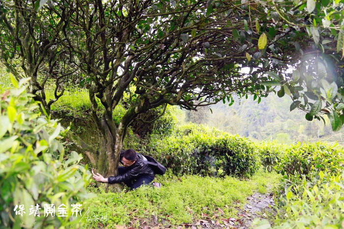 有关于“保靖黄金茶国家地理标志产品保护示范区” 入选“2021年国家地理标志产品保护示范区筹建名单”的热门资讯(6)