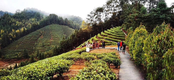 关于东莞茶协考察粤北茶区 振兴“粤茶”要唱响东莞声音的最新消息(11)