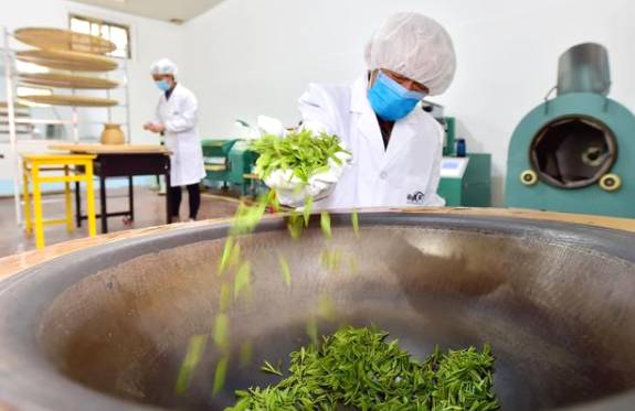 关于石家庄太行山茶叶陆续开采 茶叶种植成增收致富支柱产业的热门新闻(1)