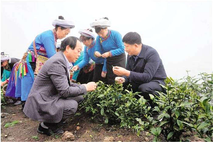 有关于浙江向三省五县捐献的“白叶一号”茶进入全面开采期的最新信息