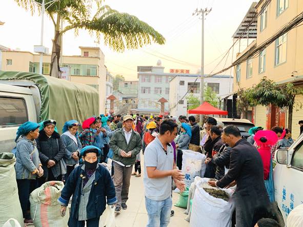 关于红河三村乡：三月春茶闹早市 四方茶商聚三村的最新资讯(2)