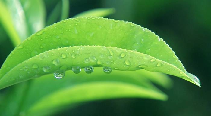 关于河南省光山县全国有机农产品（茶）基地：茶园到茶杯，皆为这一品的热门新闻(11)