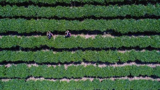 有关于建阳区漳墩镇:多措并举 推动白茶产业发展的最新信息