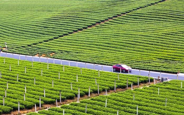 有关于除了龙井，杭州还有这些茶园的茶叶和美景让人陶醉!的热门资讯(20)