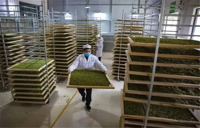 有关于凤冈：今春首采！贵州凤冈第一批新茶来了的资讯(2)