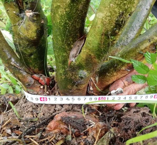 关于新化古茶树：金凤竹林大叶50厘米母树再现的热门资讯(12)