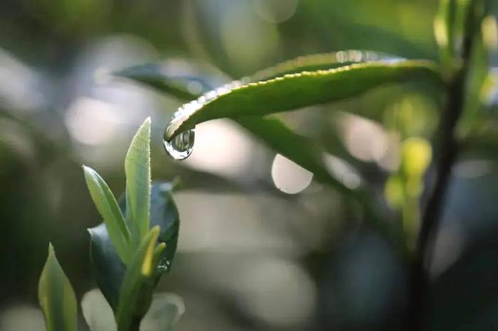 有关于2021年安吉白茶3月22日正式开采！产量略增，品质优于去年的热门信息(1)