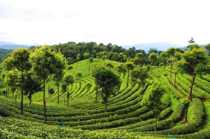 关于春茶抢“鲜”一步，普洱各地“明前茶”开采的热门信息(18)