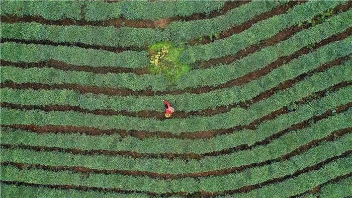 关于坐拥万亩茶田,来四川雅安解锁春日限定耍法的最新信息