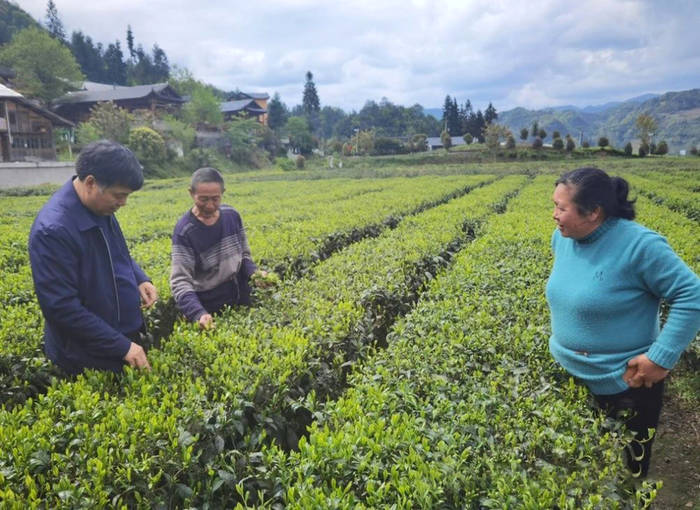 有关于泡“好茶”到“泡好”茶——技术创新助“利川红”高质量发展的资讯(3)