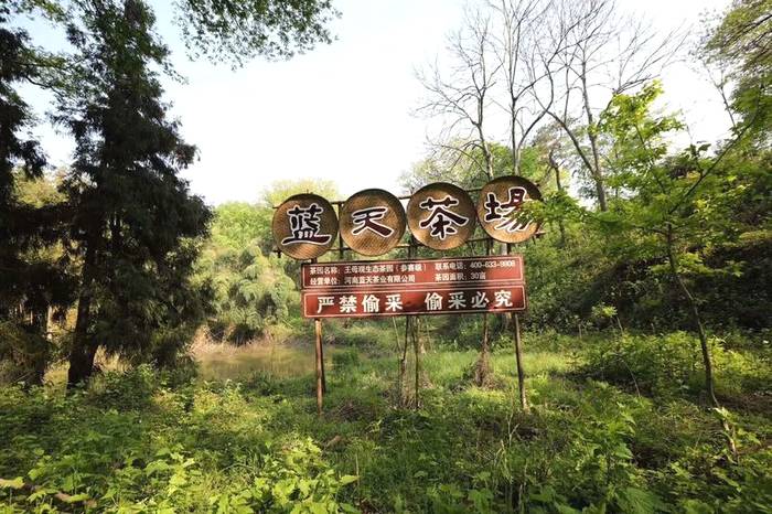 关于河南省光山县全国有机农产品（茶）基地：茶园到茶杯，皆为这一品的热门新闻(1)