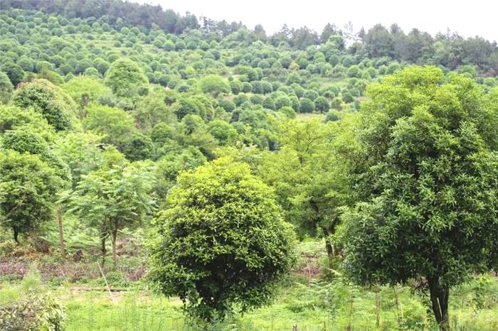 关于凤冈:在提升绿水青山颜值中做大金山银山价值的资讯