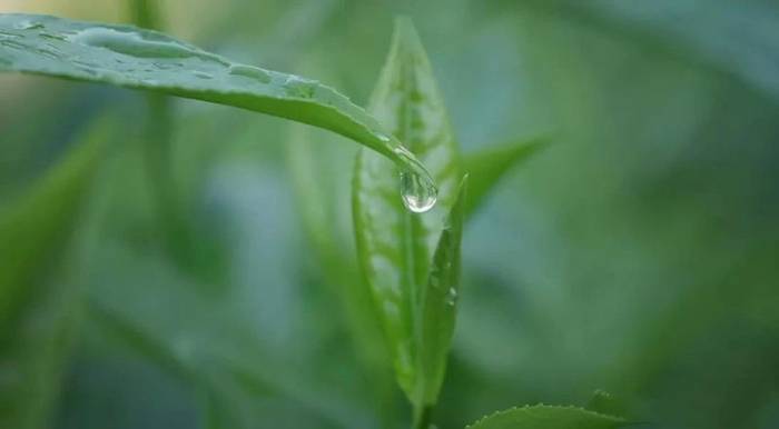 有关于中欧地理标志协定正式生效 古丈毛尖和保靖黄金茶被纳入互认清单的最新资讯(2)