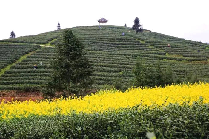 有关于贵州黎平：春茶黄金档，媒体喜帮忙（组图）的热门新闻(2)