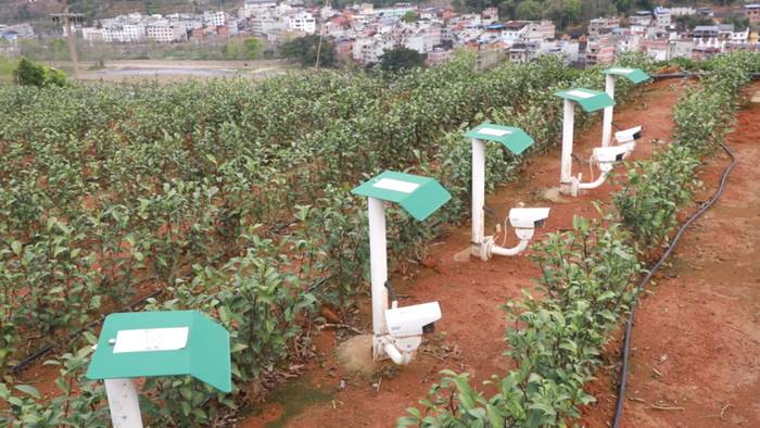 有关于5G赋能坦洋工夫跨越式发展，“智慧茶园”成效显著的新闻(4)