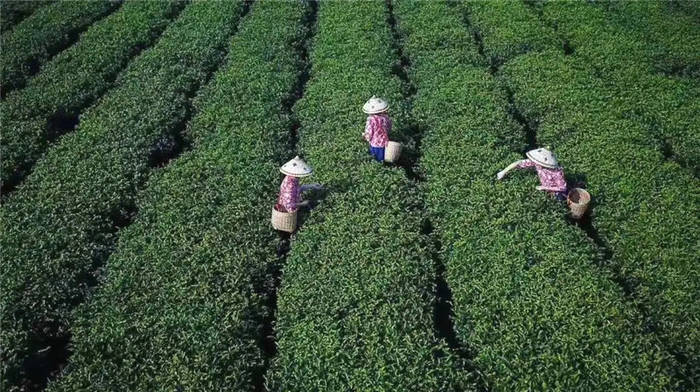 关于“数字化”已成年度高频词汇，茶产业如何乘势数字浪潮？的热门新闻(6)