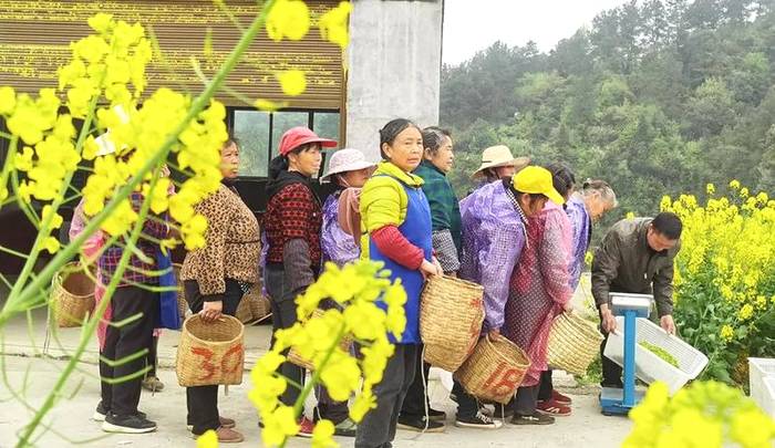 有关于奋斗百年路 启航新遵义 春天里,采茶忙!的消息(2)