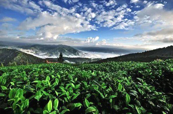 有关于贵州独山：万亩茶园抢“鲜”开采 茶叶收购加工火爆的热门新闻(5)