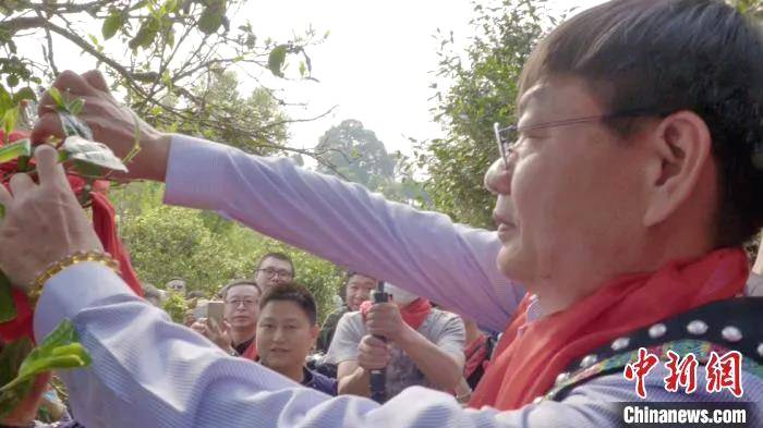 有关于米地贡茶园茶王树933克鲜叶拍出23万元的热门信息