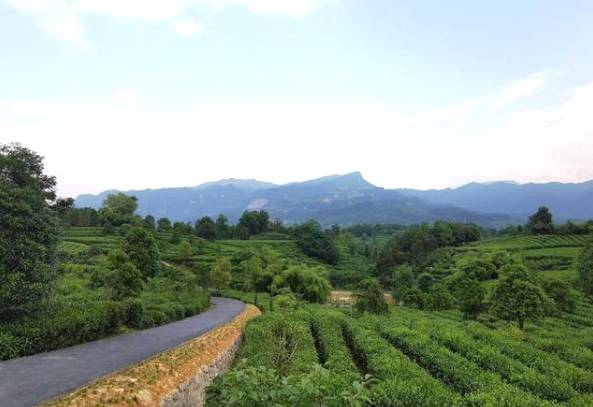 关于“茶博士”“茶王”强强联手 汉中“茶旅融合”蹚出新路子的信息(1)