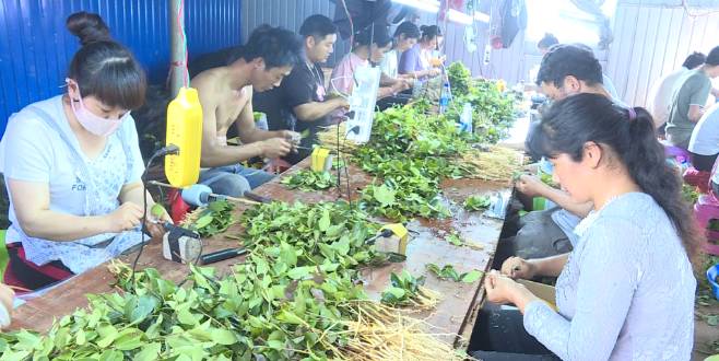 关于广南900余万株油茶苗可出圃移栽上山 的消息