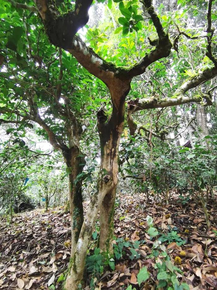 关于勐海县布朗山乡：守住绿水青山，才能有好茶山的热门信息(3)