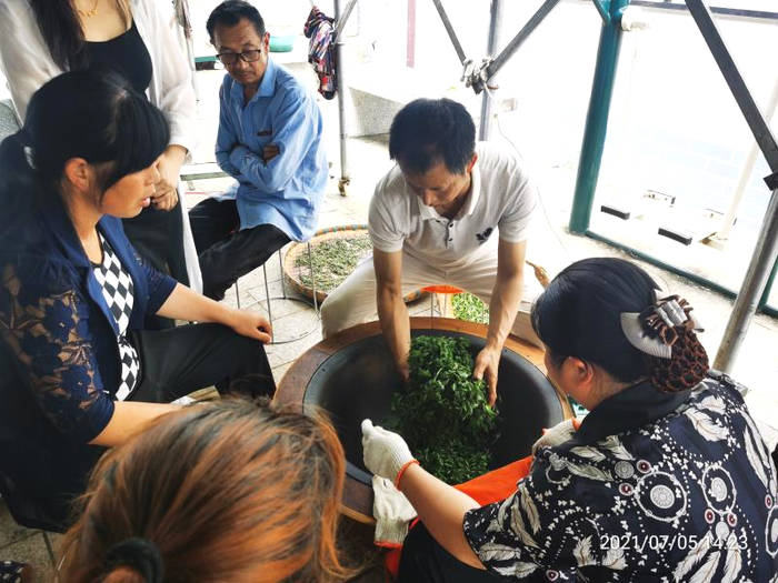 有关于蒙山茶传统制作技艺非遗传承人向世全培训雅安市石棉县美罗镇名优绿茶加工培训班学员的最新资讯(3)