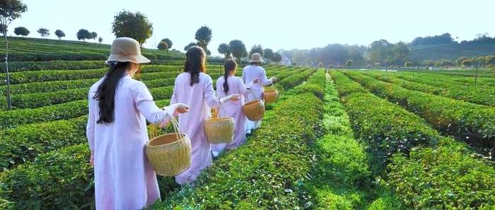 有关于湖南农业大学与望城区茶业产学研基地合作项目签约的资讯(13)