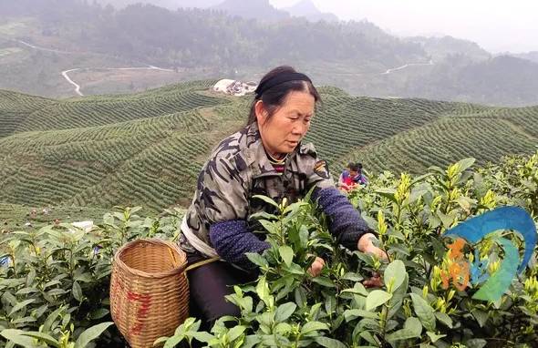 有关于茶园剪影 又是一年采茶季 春色满园盼君来的最新资讯(11)
