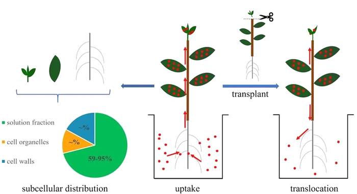有关于高氯酸盐在茶树中的吸收累积研究取得重要进展的新闻