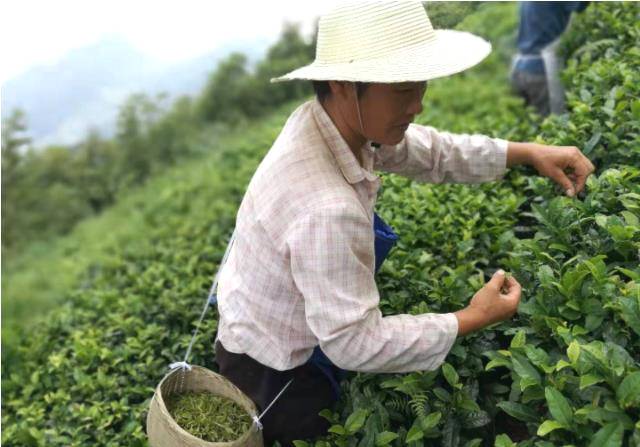 有关于种茶种出小康新生活：盐津牛寨乡龙茶村的脱贫记的信息(3)