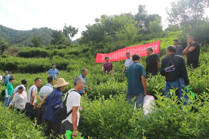 关于紫阳县狠抓夏季茶园管理，强化组织生产延链促增收的新闻(1)