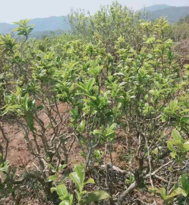 有关于2021年千家寨普洱茶第五届老乌山茶叶开采仪式将于4月17日举办的资讯