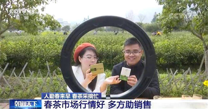 有关于南方主要产茶区：人勤春来早 春茶采摘忙 的热门信息(6)