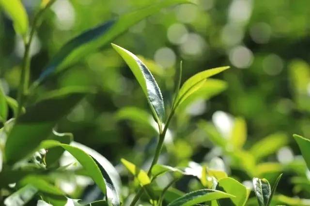 有关于国家邮政局：4省7地茶叶快递业务量超千万件的热门资讯(4)