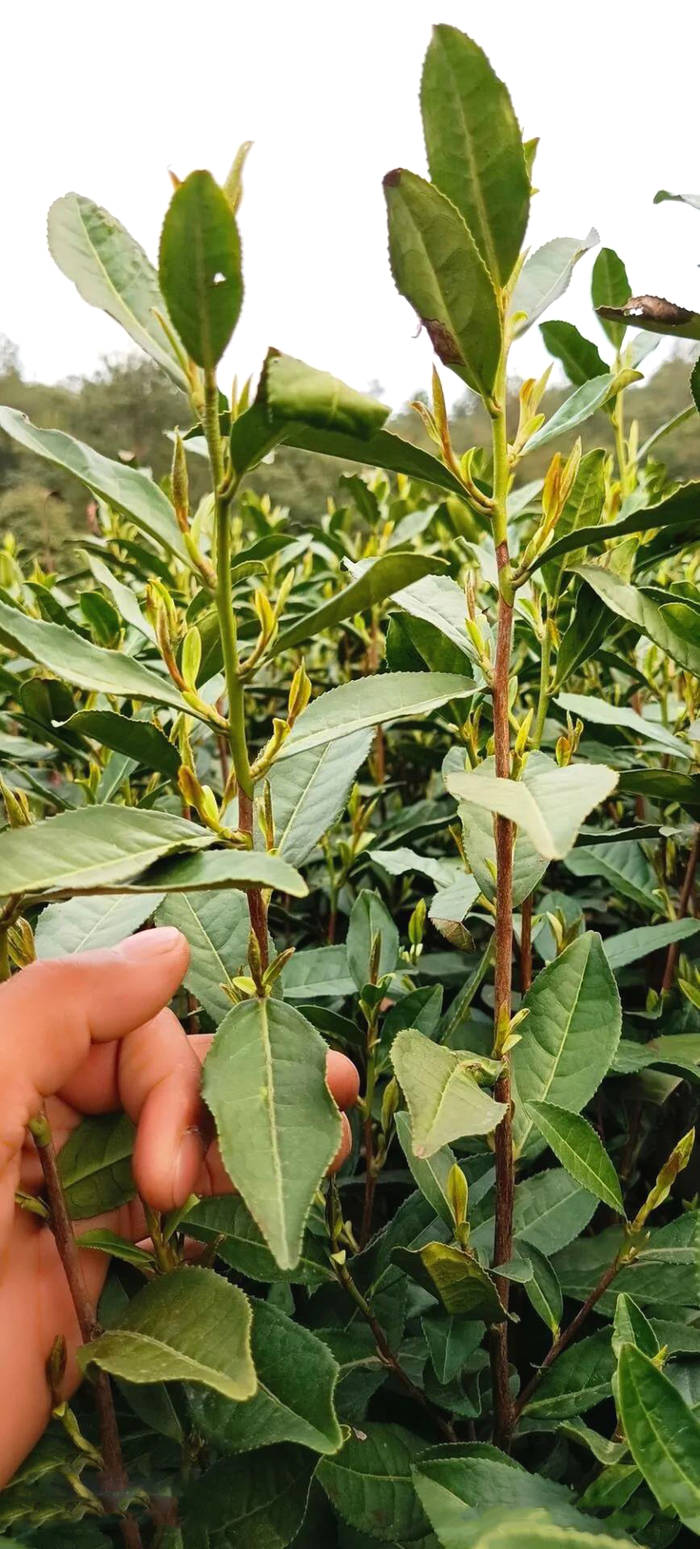 关于茶叶专家赴嵊州调查霜冻对茶叶生产影响情况的热门资讯(3)