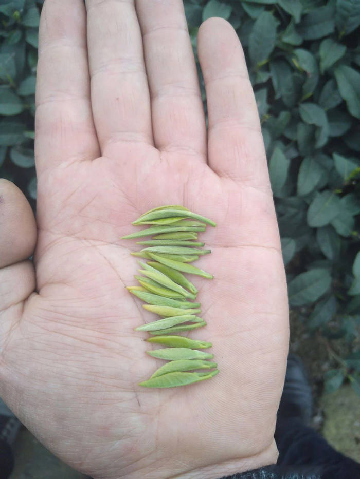 有关于超越与创新，蒙顶甘露2021品牌创建的思考的信息(2)