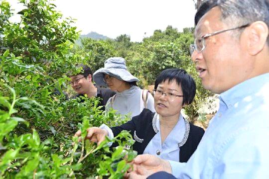 关于国内茶叶专家到云县漫湾镇白莺山古茶园进行科学考察的热门信息(7)