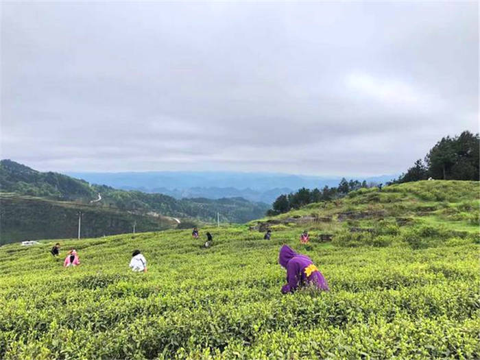 有关于贵州德江复兴镇：茶叶飘香溢满乡村振兴路的最新消息