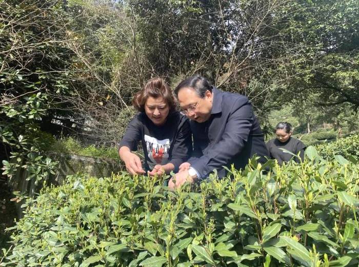 关于西湖龙井茶开采了,茶园里来一位特殊的“采茶工”的最新资讯