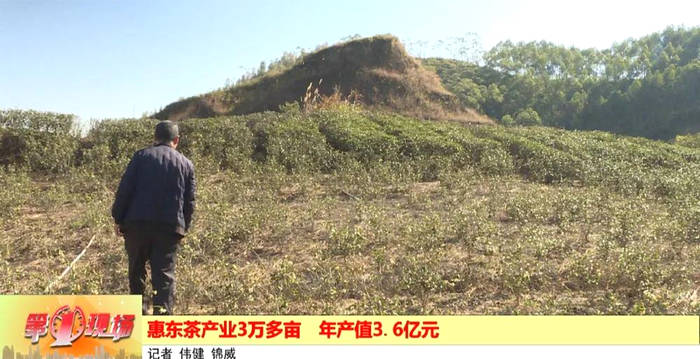 关于广东惠东茶产业3万多亩 年产值3.6亿元的最新信息