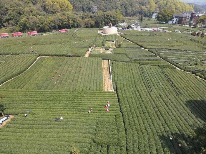 关于华春莹点赞杭州！外国朋友也被惊艳到了：“味道好极了……”的热门消息(6)