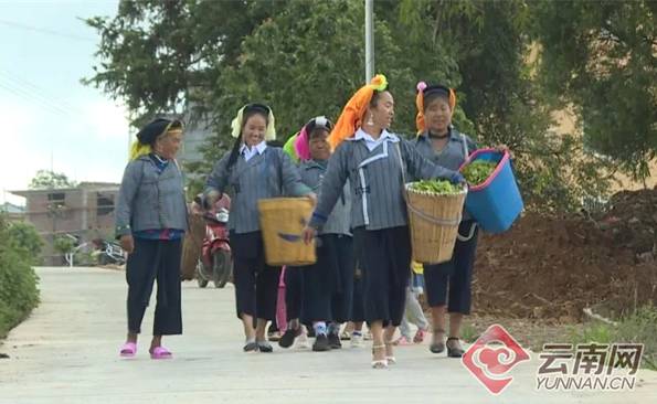 有关于云南红河县：千里云飘红河红，万顷茶山滇红秀的热门信息(1)