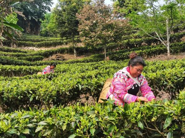 有关于春吐黄金芽 普洱西盟南亢村茶农笑哈哈！的新闻(2)