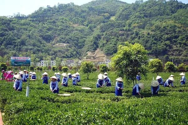 有关于从女娲故里“生物基因库”走出的茶中“尤物”的资讯(6)