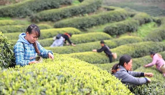 有关于茶园剪影 又是一年采茶季 春色满园盼君来的最新资讯(17)