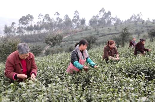 有关于雨水时节话春茶，快来看看全国各地开采春茶的最新情况吧的热门新闻(7)