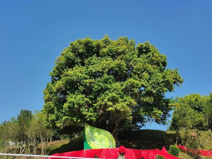 关于2021•云南凤庆“天下茶尊”开茶大典成功举行的最新资讯(3)