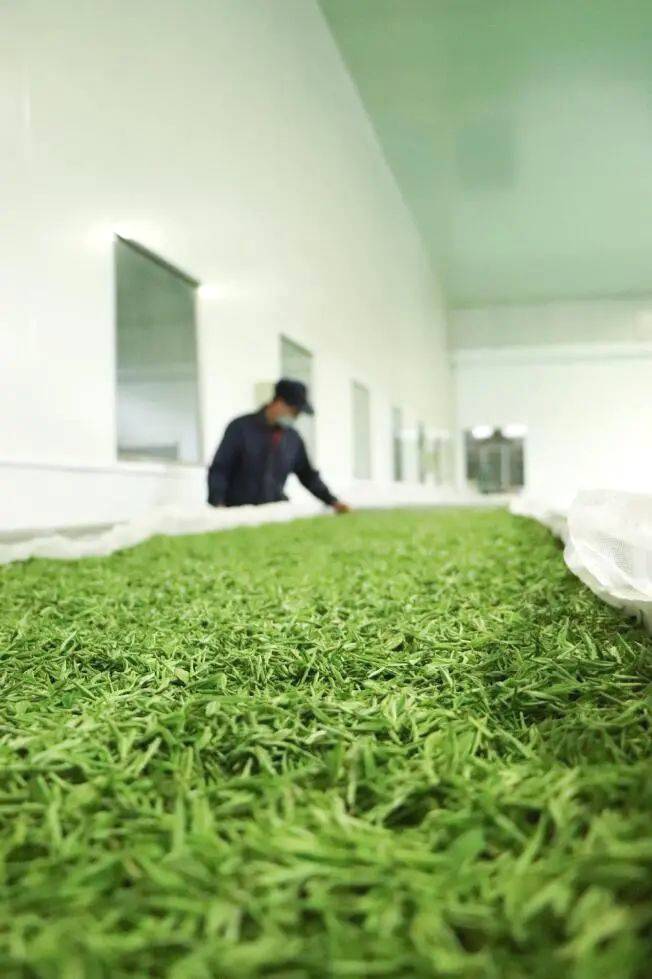 关于茶叶龙头企业的责任与担当——看“骏眉中国”如何助力脱贫攻坚与乡村振兴的热门信息